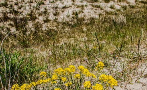 3_Nemirseta_kopos (2).jpg